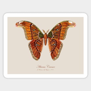 Moth - Attacus Caesar Sticker